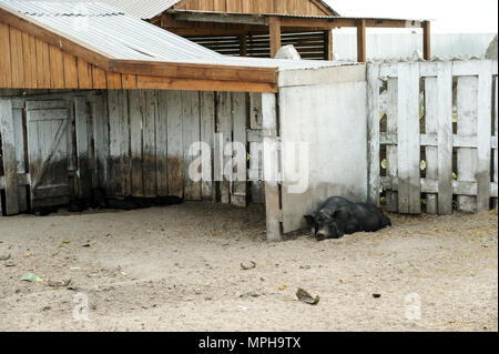 Tiere in Gefangenschaft. Schwarzes Schwein liegend in der Nähe des Zauns. Stockfoto