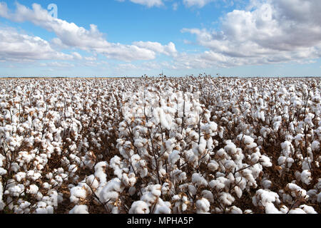 Baumwolle bereit für die Ernte. In der Nähe von Warren in NSW, Australien erfasst Stockfoto