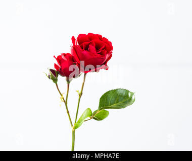 Weißer Hintergrund, rote Rose Stockfoto