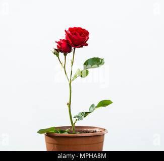 Rote Rose in Pot Stockfoto