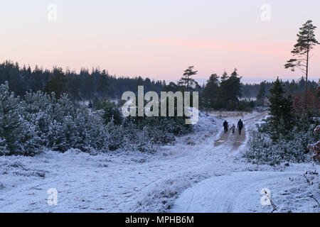 Einer Familie für einen Spaziergang im Wald am Abend. Gletscher von Frederikshåb Plantage, Jütland, Dänemark, Januar 2018 Stockfoto