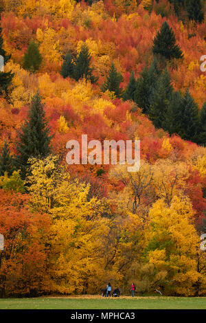 Bäume im Herbst und Touristen auf Wilcox Grün, Arrowtown, in der Nähe von Queenstown, Otago, Südinsel, Neuseeland Stockfoto