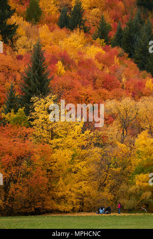 Bäume im Herbst und Touristen auf Wilcox Grün, Arrowtown, in der Nähe von Queenstown, Otago, Südinsel, Neuseeland Stockfoto