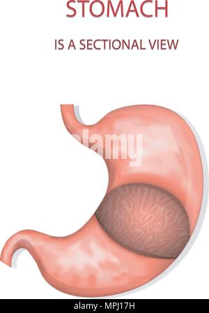 Abbildung des Magens, Schnittbild. Gastroenterologie Stock Vektor