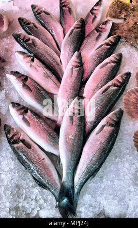 Wolfsbarsch auf Anzeige Fischmarkt Stockfoto