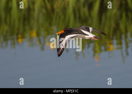 In der Nähe von Großbritannien Austernfischer (Haematopus ostralegus) in der Luft Flug über Wasser isoliert von Reed Bett. Übergeordnete Vogel das Sammeln von Insekten, grub im Schnabel. Stockfoto