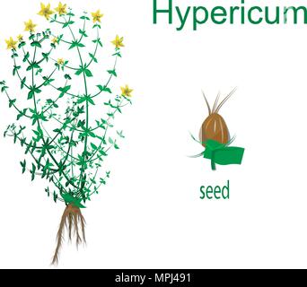 Abbildung der Pflanze Hypericum. Root und Saatgut. Biologie. Stock Vektor