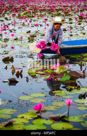 Udon Thani, Thailand - 8. Dezember 2011, Frau Bauer auf blau Boot Ernte schöne rosa Lotus in See von Lotus in Udon Thani, Thailand Stockfoto