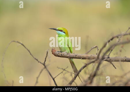 Grüner Bienenfresser auf unscharfem Hintergrund Stockfoto