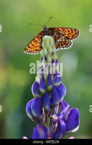 Heide fritillary (Melitaea athalia), die auf der Oberseite von einem Lupine (Lupinus sp.) Stockfoto