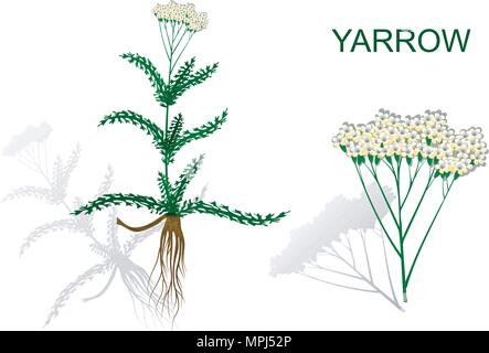 Der Botanische Bild der Schafgarbe Wurzeln und Blütenstand. Stock Vektor