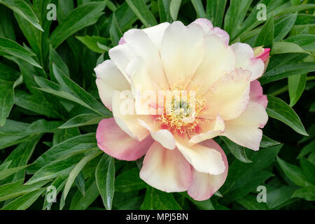 Einzelne Blüte der intersektionalen Pfingstrose Paeonia Julia Rose - die Pfingstrose Neid Stockfoto