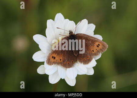 Berg Ringelwürmer (Coenonympha epiphron) Stockfoto