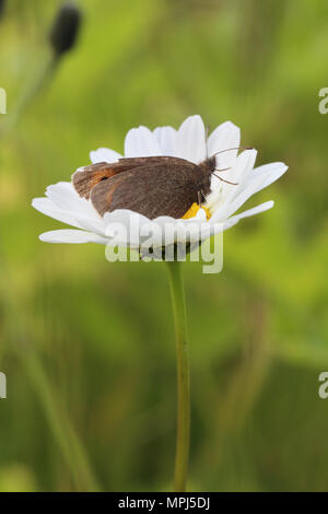 Berg Ringelwürmer (Coenonympha epiphron) Stockfoto