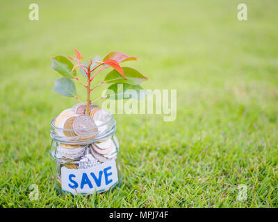 Pflanzen wachsen aus Münzen in Glas Glas auf dem grünen Rasen für Geld sparen Finanzkonzept Stockfoto