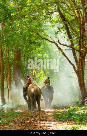 Surin, Thailand - 25. Juni 2016: Mahouts reiten Elefanten laufen auf Gehweg in Morgen im Wald in Surin, Thailand Stockfoto