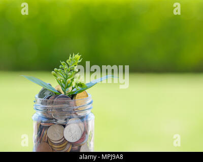 Pflanzen wachsen aus Münzen in Glas Glas auf dem grünen Rasen für Geld sparen Finanzkonzept Stockfoto