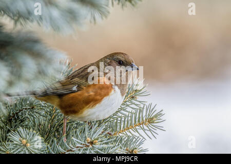 Östlichen Towhee Weiblich (Pipilo Erythrophthalmus) Stockfoto