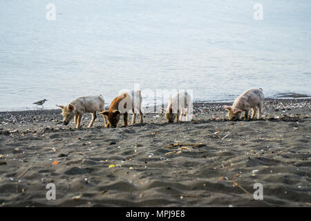 Wilde Schweine für Essen am Strand Suche auf der Insel Ometepe in Nicaragua. Stockfoto