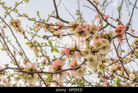 Spring Blossom auf einem Baum in einem Garten in Bath, England Stockfoto