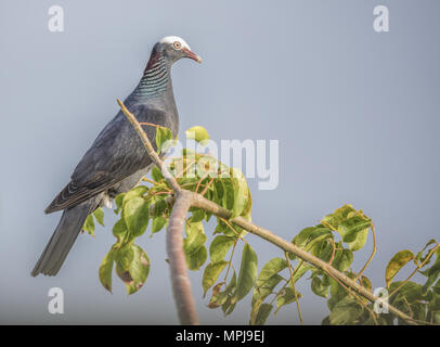 Weiß gekrönt Taube Columba leucocephala Stockfoto