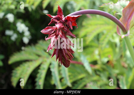 Riesige Honig Blume oder Melianthus Major Stockfoto