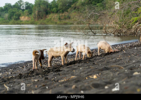 Wilde Schweine für Essen am Strand Suche auf der Insel Ometepe in Nicaragua. Stockfoto