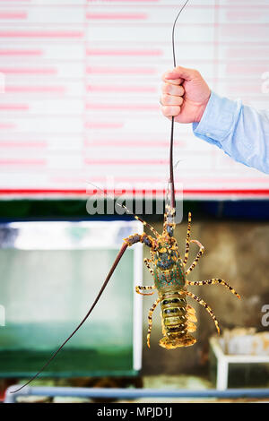 Hummer in der Hand in Danang, Vietnam Stockfoto