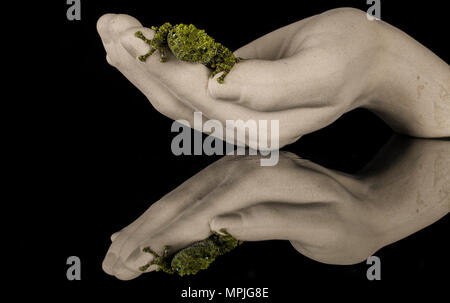 Kleine Moos Frosch in einem Studio Einstellung auf einem Stein Hand Stockfoto