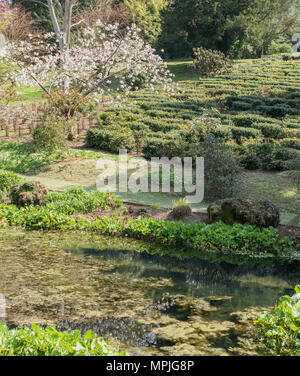 Offener Garten Charity Event am Tregothnan Immobilien, Cornwall, Großbritannien Stockfoto