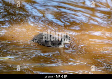 Single eurasischen Blässhuhn (Fulica atra) Küken schwimmen in einem See Stockfoto