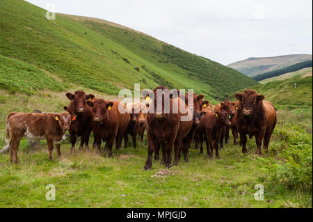 Reinrassige Luing Kühe und Bullen mit luing Luing Kälber und Simmental kreuz Kälber im Norden von Northumberland. Stockfoto