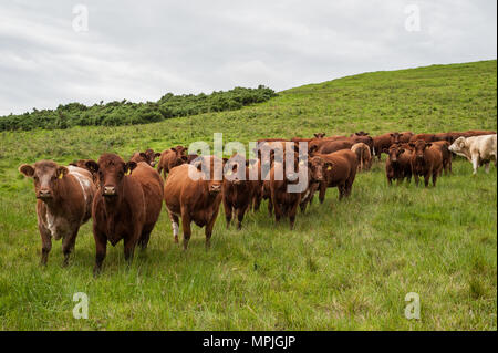 Reine Luing Kühe und reinen Luing und Simmental kreuz Kälber im Norden von Northumberland. Stockfoto