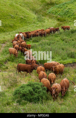 Reine Luing Kühe und reinen Luing und Simmental kreuz Kälber im Norden von Northumberland. Stockfoto