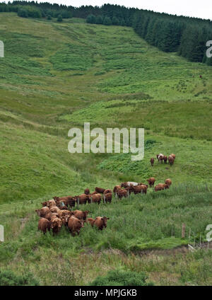 Reine Luing Kühe und reinen Luing und Simmental kreuz Kälber im Norden von Northumberland. Stockfoto