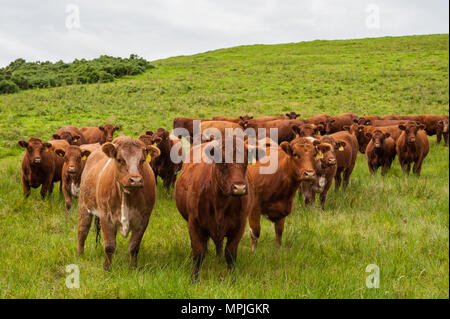 Reine Luing Kühe und reinen Luing und Simmental kreuz Kälber im Norden von Northumberland. Stockfoto