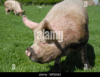 Mitte weiß Direktsaat Beweidung in North Northumberland. Stockfoto