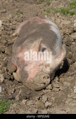 Mitte weiß Direktsaat im Norden Northumberland in ein Schlammbad. Stockfoto