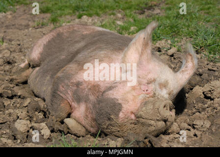 Mitte weiß Direktsaat im Norden Northumberland in ein Schlammbad. Stockfoto