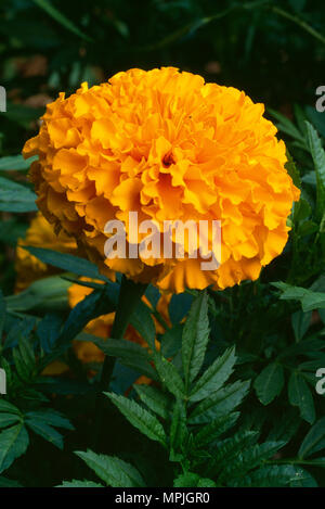 Afrikanische STUDENTENBLUME (TAGETES ERECTA)/Pennsylvania Stockfoto