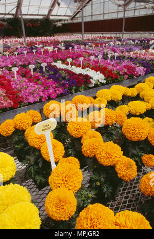 Afrikanische STUDENTENBLUME (Tagetes erecta UMSATZ TRIAL) HYBRIDSORTE (INCA ORANGE). Petunie im Hintergrund Goldsmith Seeds Inc Gilroy, Kalifornien Stockfoto