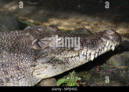 Salzwasser Krokodil in Borneo Stockfoto