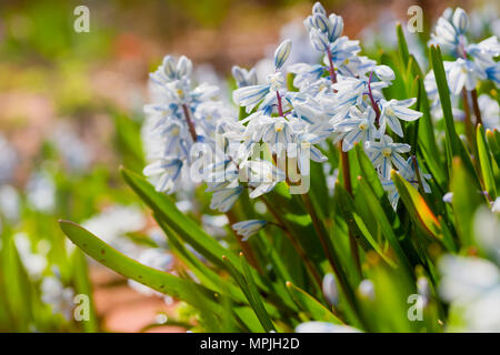 Gestreifte Blausterne (Aristea major) Blühende profusly im Frühling Garten. Stockfoto