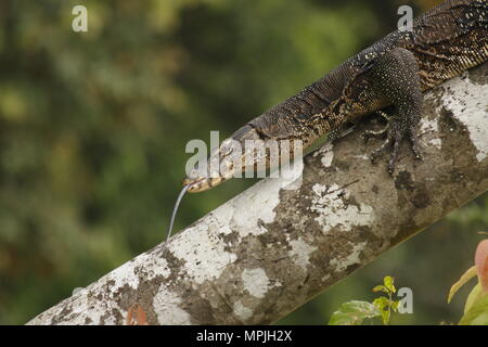 Wasser Monitor auf einem Ast Stockfoto