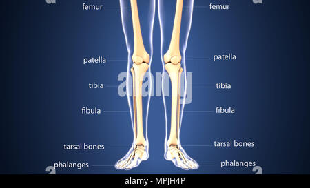 3D Darstellung der Anatomie der menschlichen Skelettknochen Stockfoto