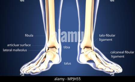 3D Darstellung der Anatomie der menschlichen Skelettknochen Stockfoto