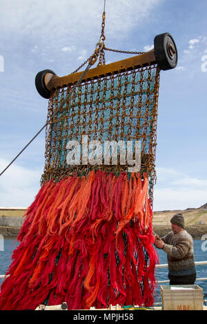 Die Fischerboote, Hafen und Hafen von Djupivogar, Island. Djúpavogshreppur umfasst den südlichsten Teil von Islands East Fjorde eine Küstenstadt mit knapp 400 Einwohnern, liegt auf Búlandsnes. Es umgibt eine kleine Bucht, und breitet sich unter und entlang der Küste. Schwimmbagger Boote sind eine Genehmigung zum Fischen Seegurken in jedem der drei Seegurke angeln Gebiete, in isländischen Gewässern pro Jahr gegeben. Seegurken sind eine Delikatesse in der asiatischen Küche, Stockfoto