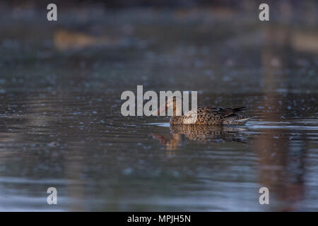 Weibliche Northern Shoveler (Anas Clypeata). Stockfoto