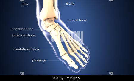 3D Darstellung der Anatomie der menschlichen Skelettknochen Stockfoto