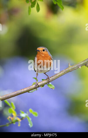 Erithacus Rubecula. Robin auf rose Stamm in einen englischen Garten Stockfoto
